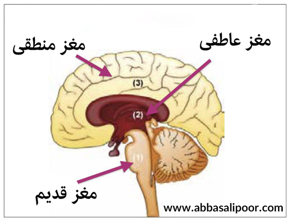 نقش مغزهای سه گانه